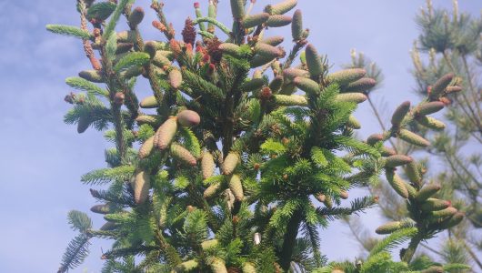 Modrzew, Metasekwoja i Mikrobiota